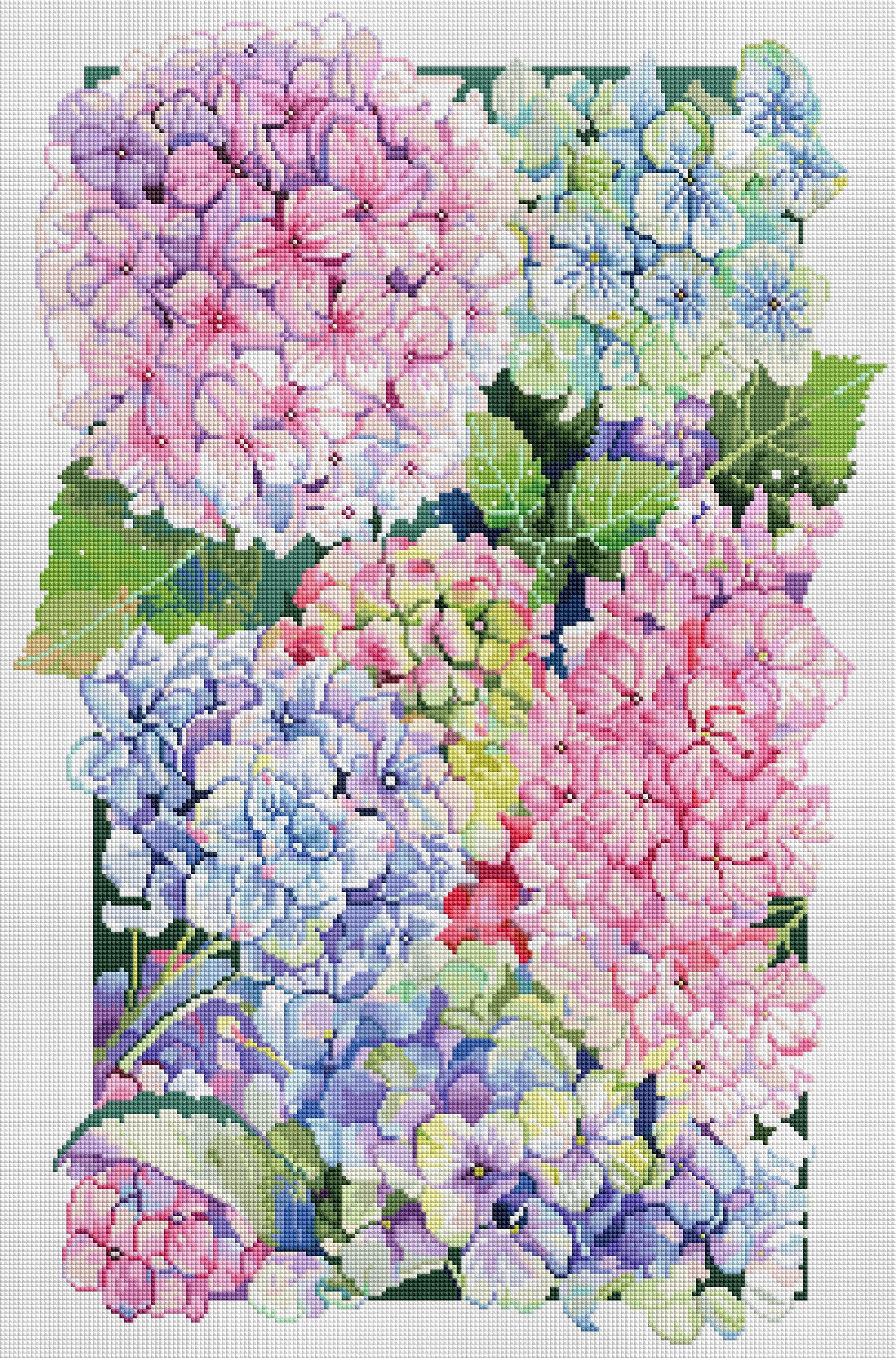 Blooming Hydrangeas
